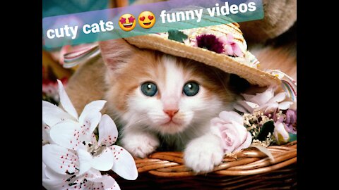 Cuty cats funny videos
