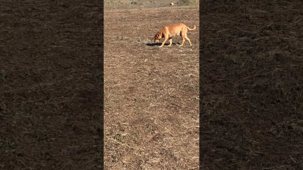 Happy Rescue Dog Loving Life.