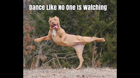 Funny Dog, Amazing Talent Dog Dance