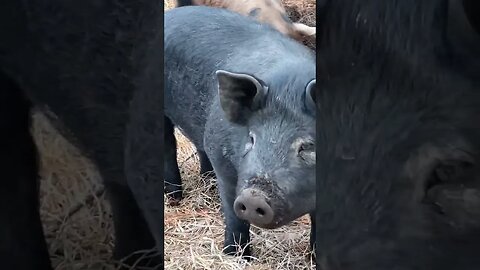 Pig trio found in the forest