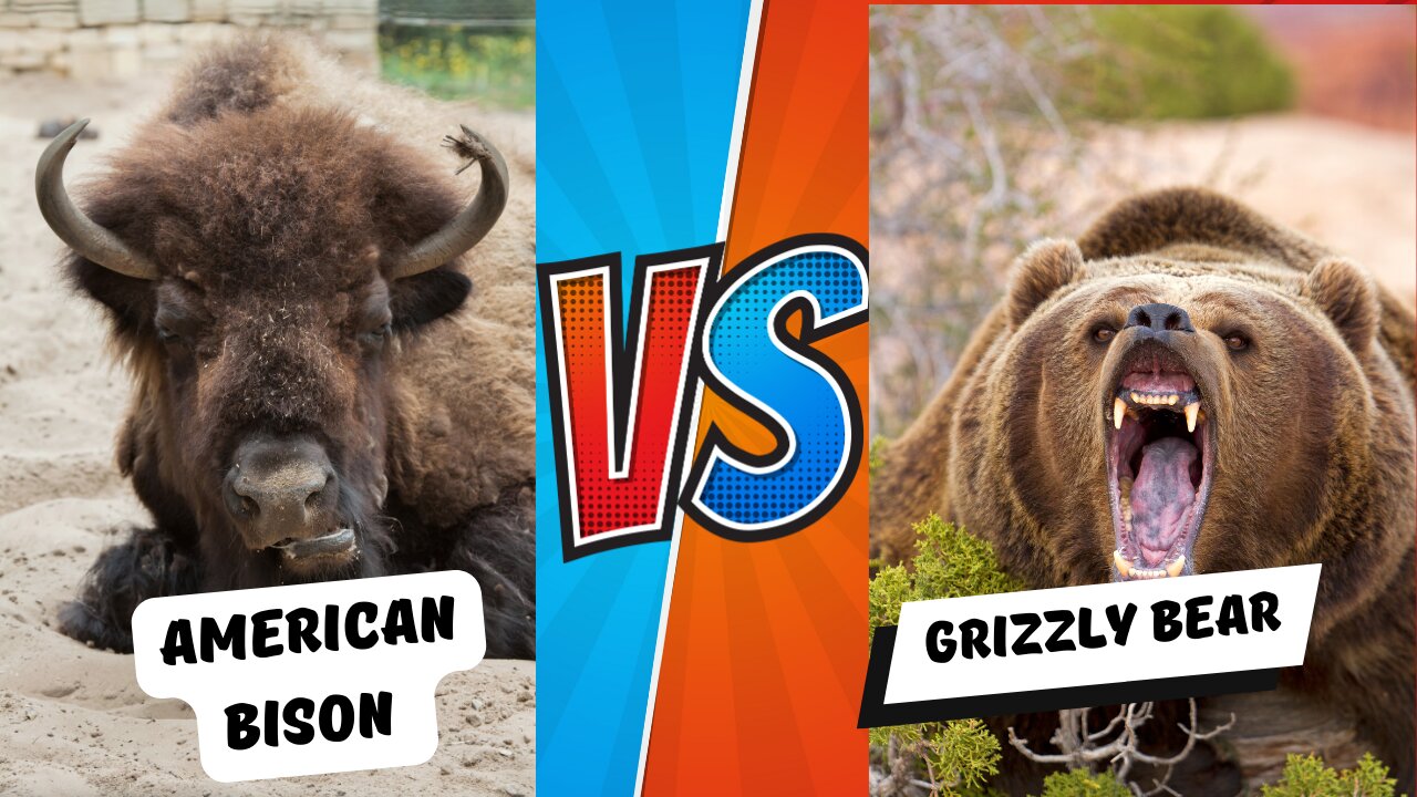 American Bison FIGHTS Bear in Epic Showdown (Who Will Win?)