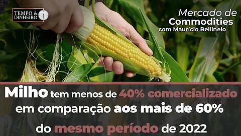 Milho tem menos de 40% comercializado em comparação aos mais de 60% do mesmo período de 2022.