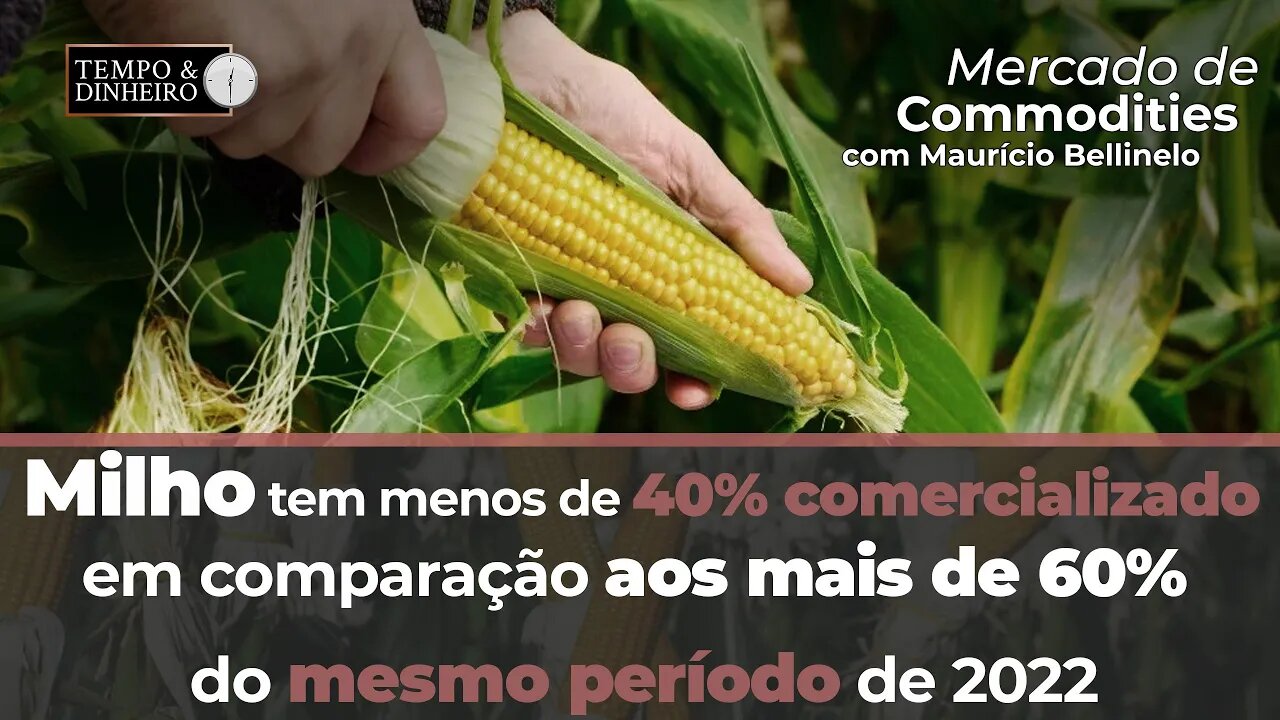Milho tem menos de 40% comercializado em comparação aos mais de 60% do mesmo período de 2022.