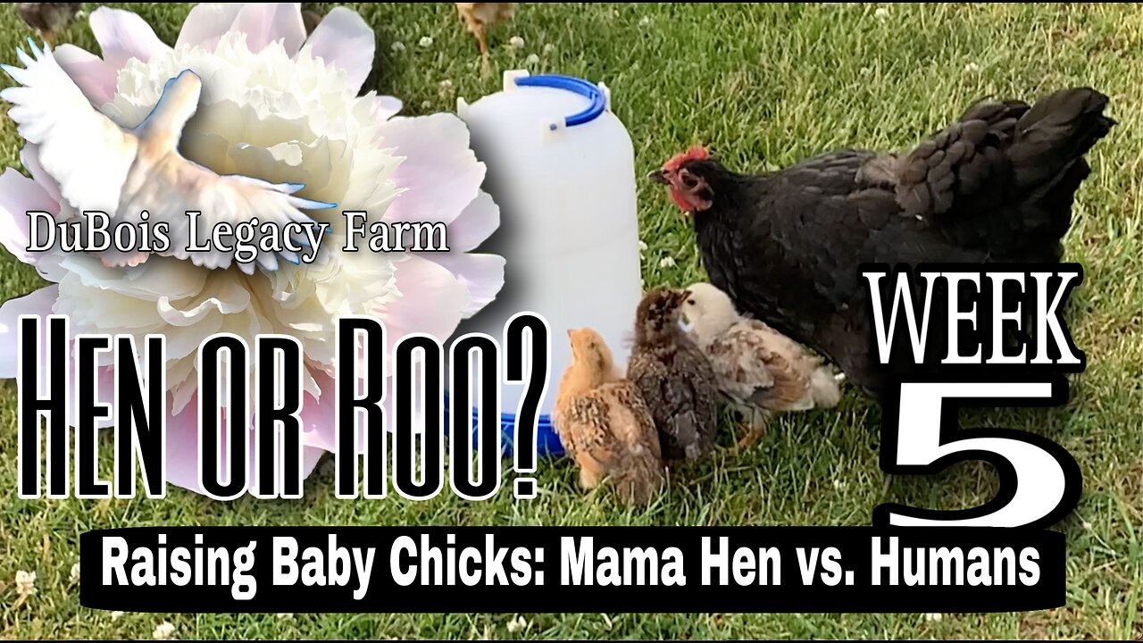 WEEK 5 - Raising Baby Chicks: Mama Hen vs Humans (Hens or Roosters?) #babychicks #farmlife #chicken