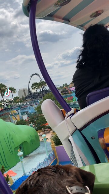 A service dogs last day at a theme park!