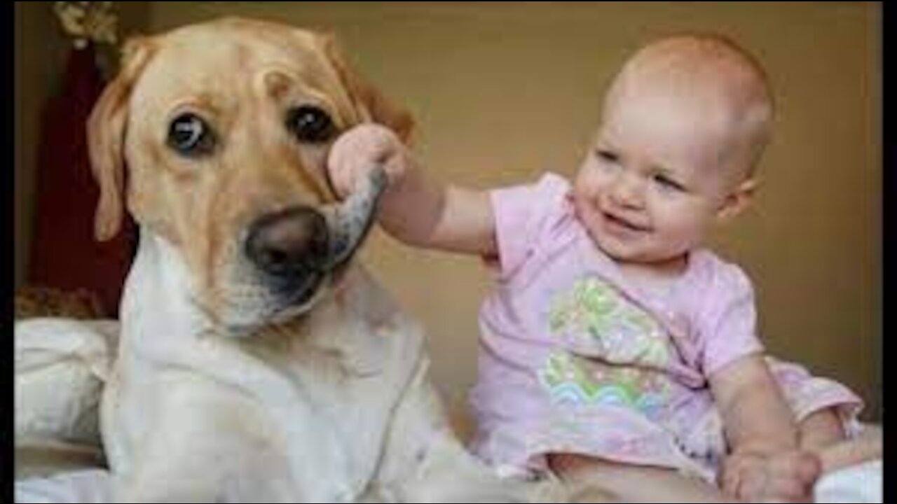 Funny Babies Laughing Hysterically At Dogs Compilation