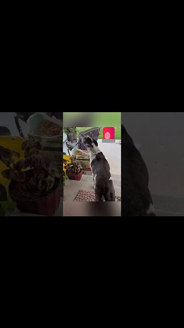 Ritsie Ru the Garden Guardian dog on Duty🤣