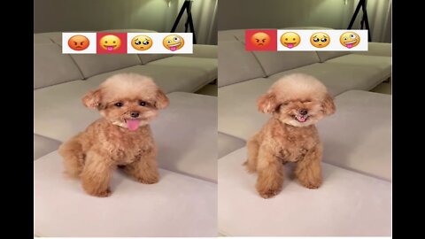 Look at this pet dog how he imitates emoji😡😛😲🤪