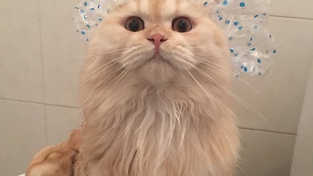 Meepo the cat loves to take showers