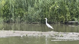 White Egret takeoff