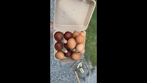 great egg haul!