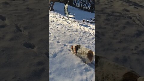 Tracking Dog... 😂