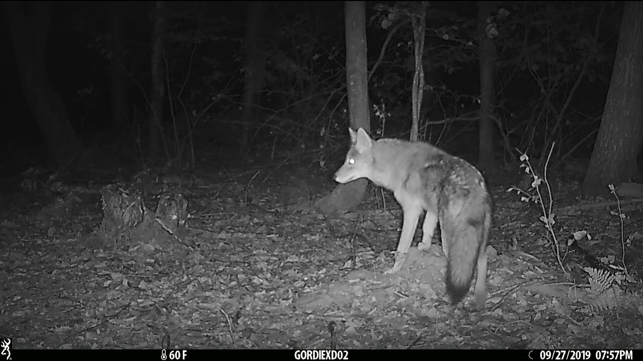 Fox Dives Headfirst Into Snow | North America