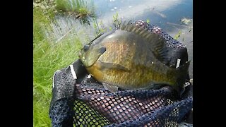 Pond and Aquarium Stocking with Bream and Catfish