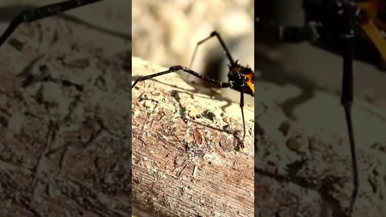 Amazing Spider Insect🕷🕸 #shorts #spider