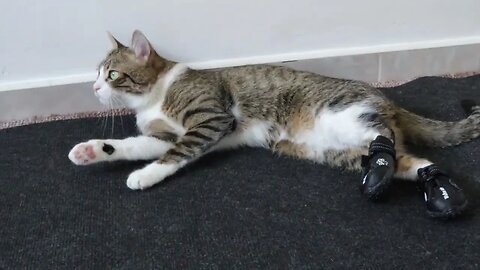 Funny Cat Tries His New Boots on