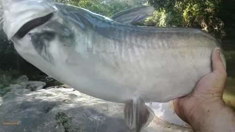 Fishing Adventure 8/31/23: Pre-Fall Blue Catfish after Hurricane