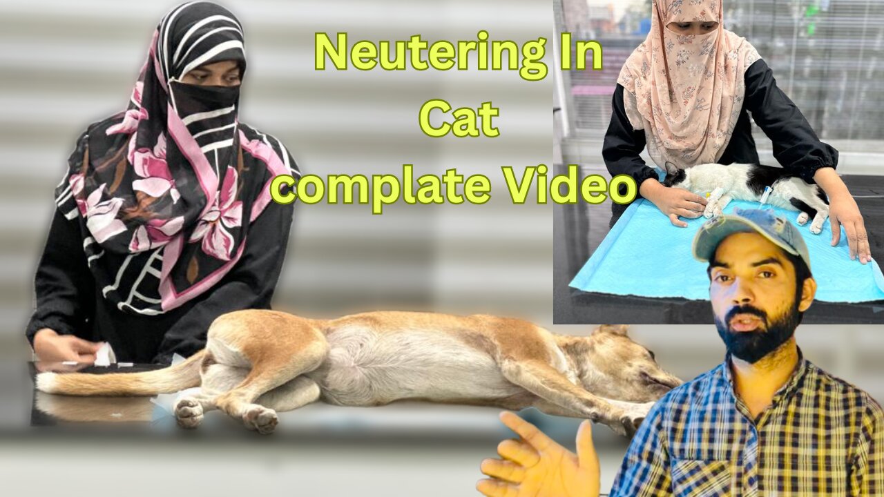 Neutering Cat Behavior Change | Watch full video