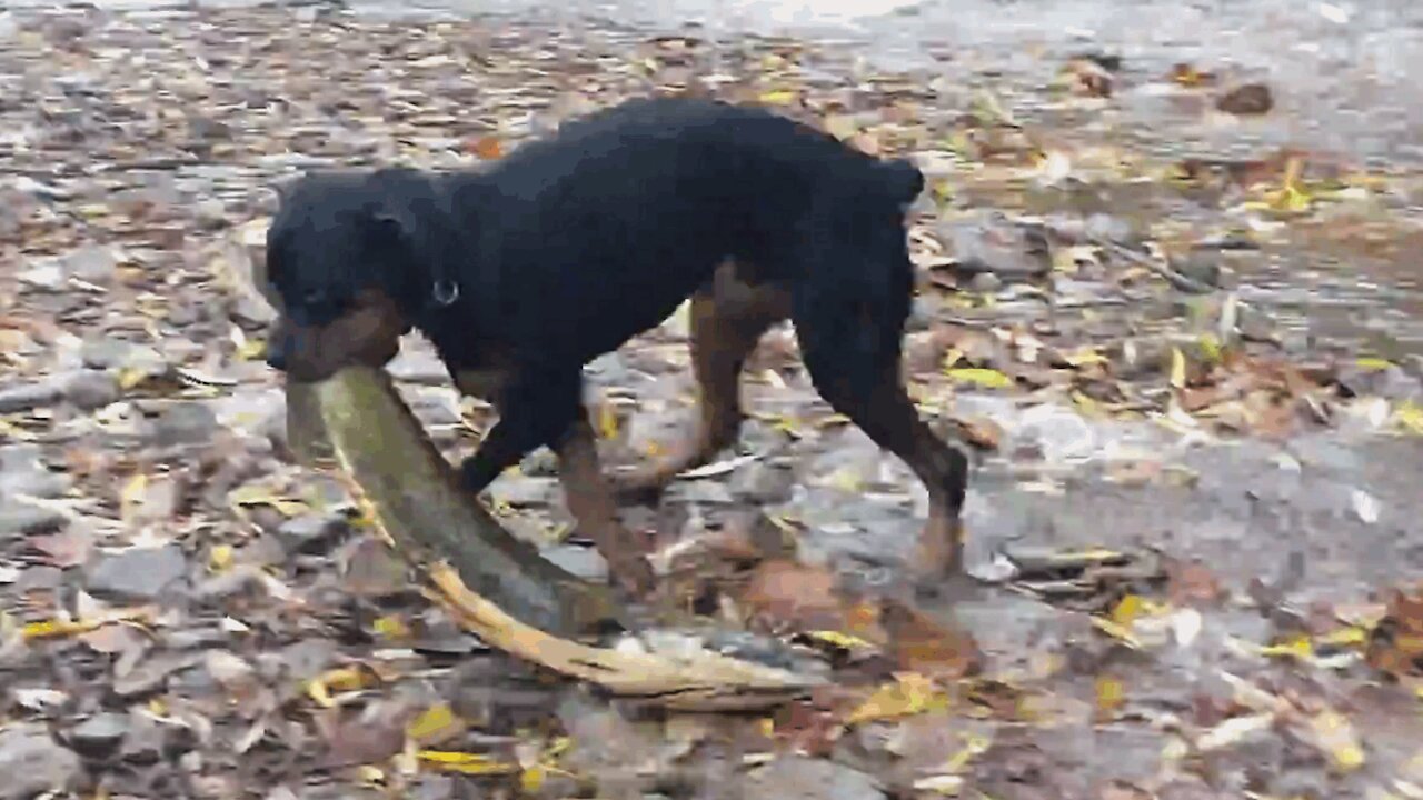 a dog catches a fish.