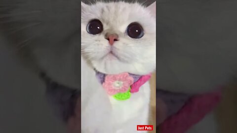 These eyes 👀 #cute #tiktok #funnyanimals #funnyvideos #cat