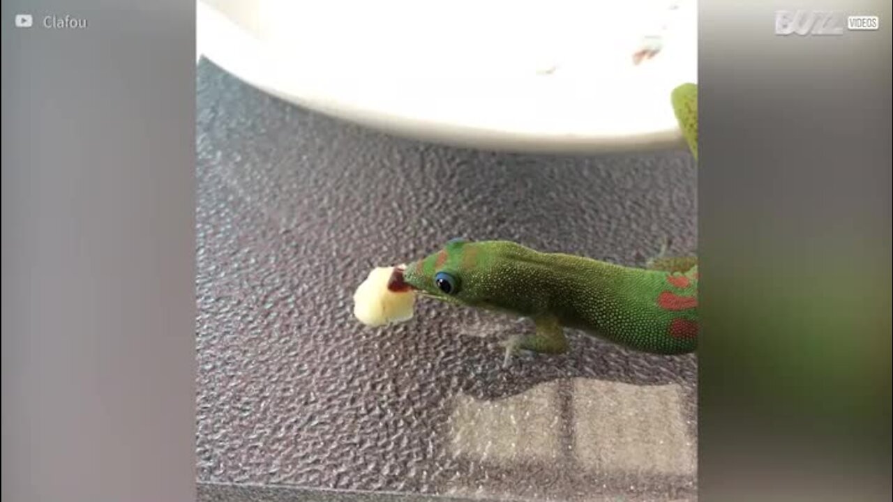 Un gecko mangeant délicatement une banane