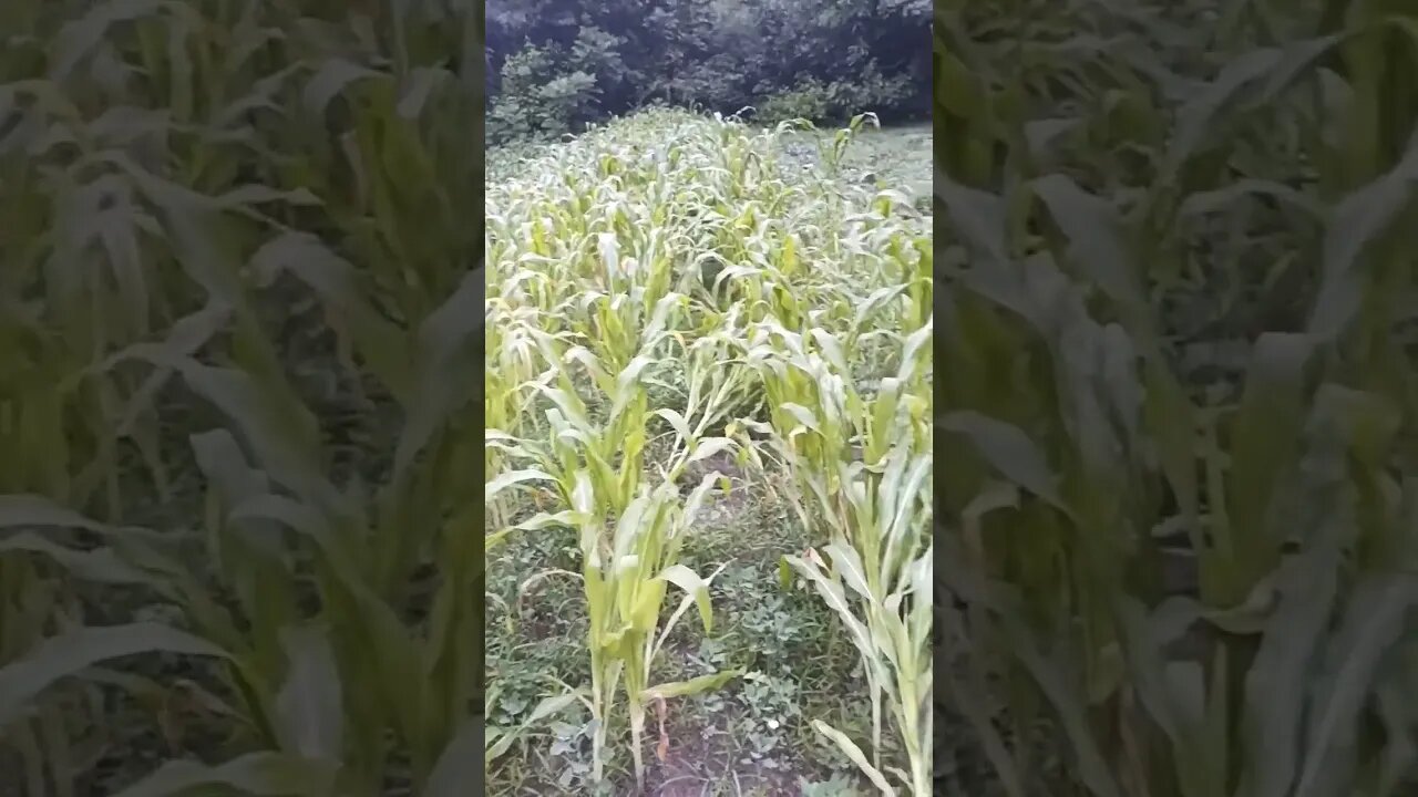 Sweet Corn Damage #homestead #garden