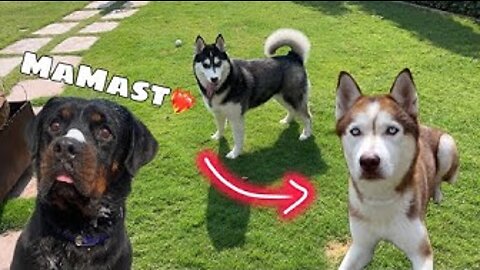 Prank with my pregnant dog | dog can talk part 180 | Roxycheeni | Rottweiler Husky |