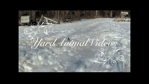 Birds Foraging In The Snow