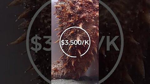 $3,500 Cucumber? 🤣