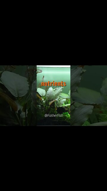 STARVE ALGAE TO DEATH - Get rid of Algae in your Aquarium