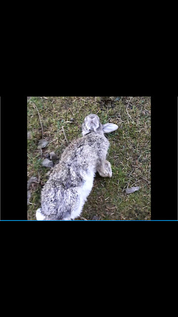 DANGER lurks in the forest. BEWARE