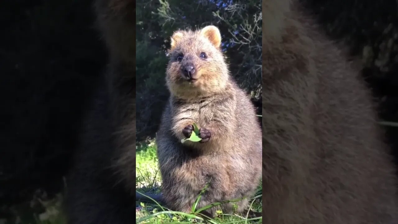 Cute funny Quokka -168