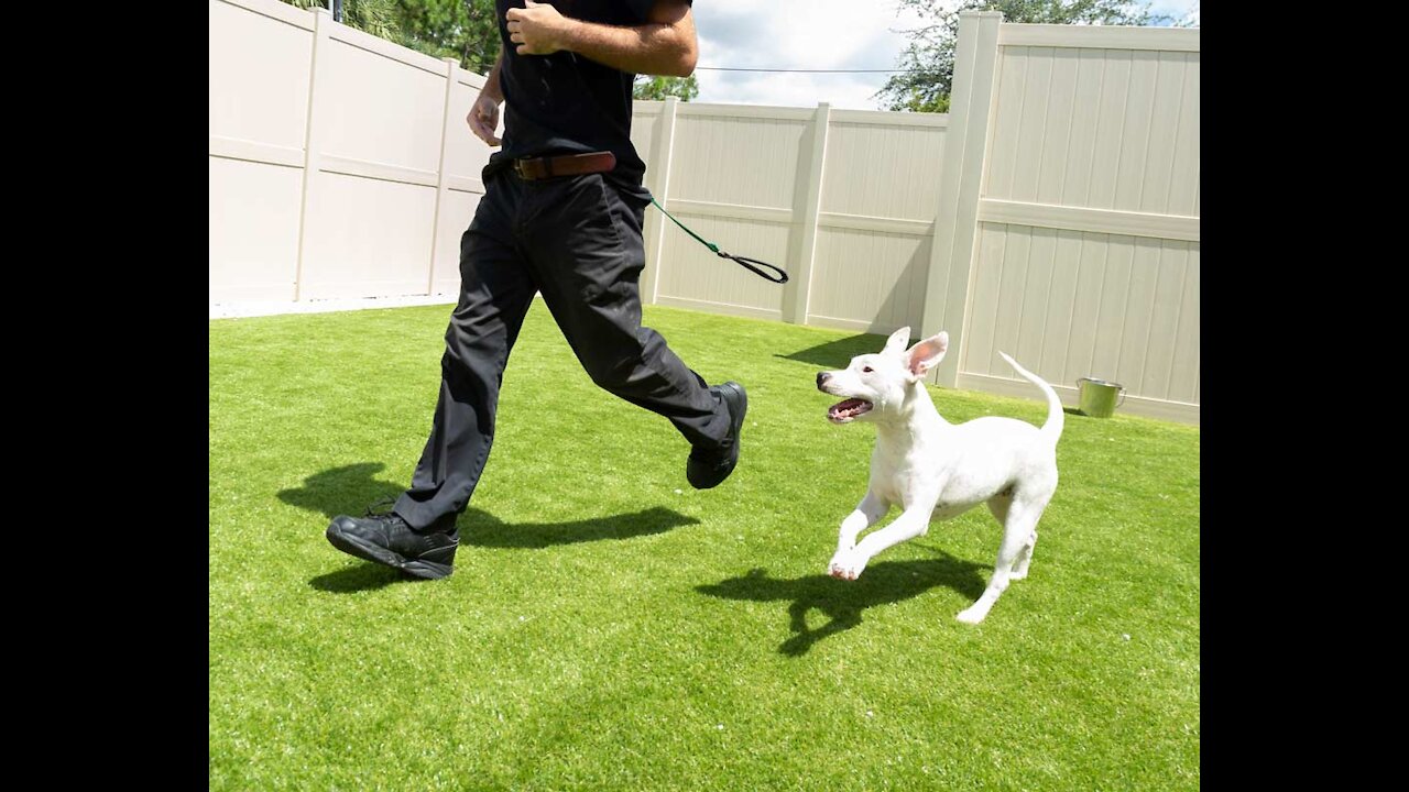 HOW TO SAFELY TRAIN YOUR DOGS COMPLETELY OFF LEASH!