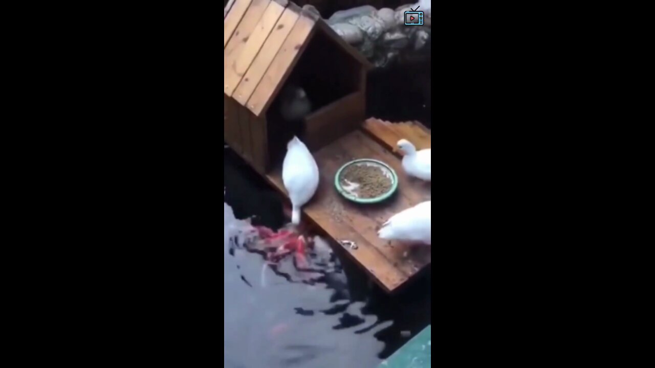 Duck is feeding the Fish