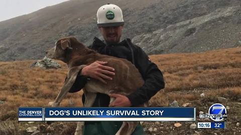 Hikers find dog lost on Mt. Bross after 6 weeks