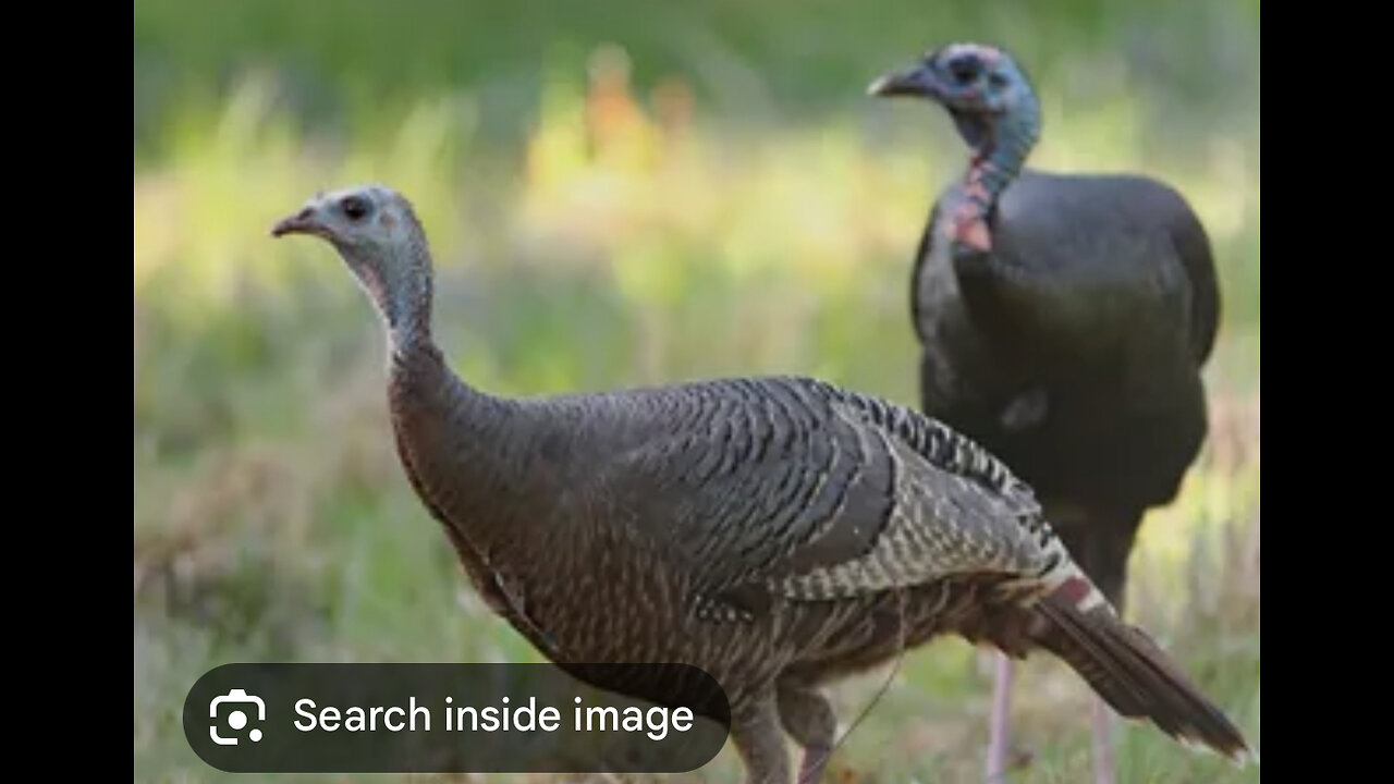 Feathered Fugitives: Wild Turkeys Take Over the Road!