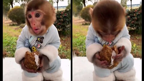 Cute Monkey Eating Fruit part#2