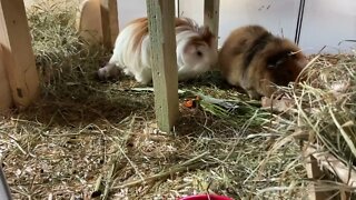 Guinea pig Fergus is settling in
