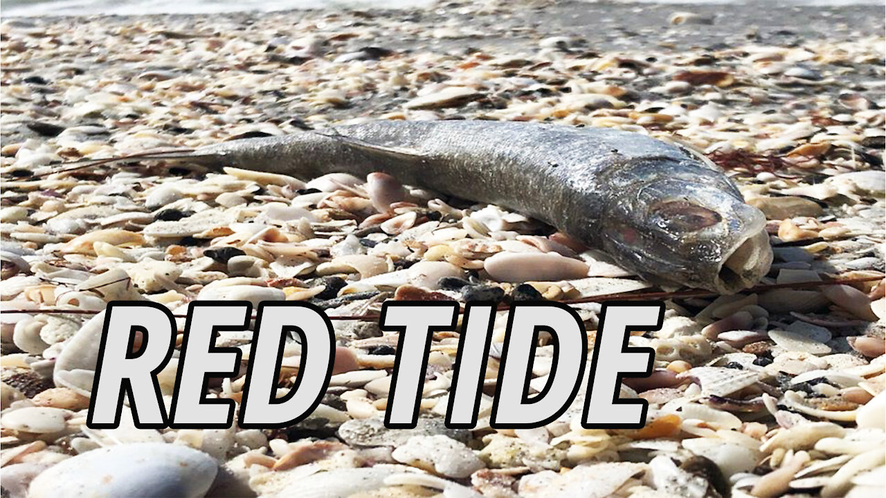 Tampa Bay Red Tide | Over 15,000 Dead Fish