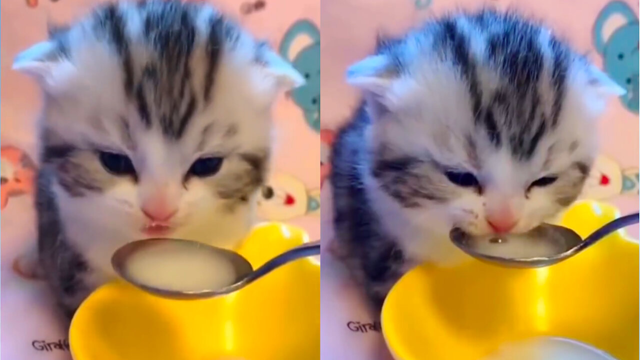 Cute Baby Cat feed Milk