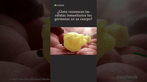 ¿Cómo reconocen las células inmunitarias los gérmenes en su cuerpo? #shorts