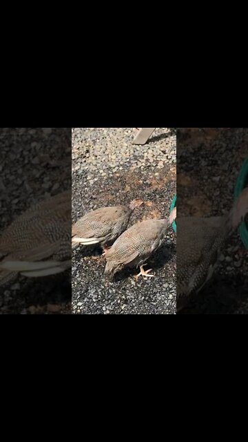 10 week old guinea fowl keets learning to live outdoors