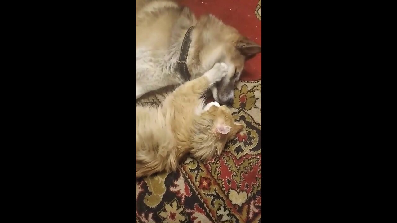 Cat and Dogs Love Story