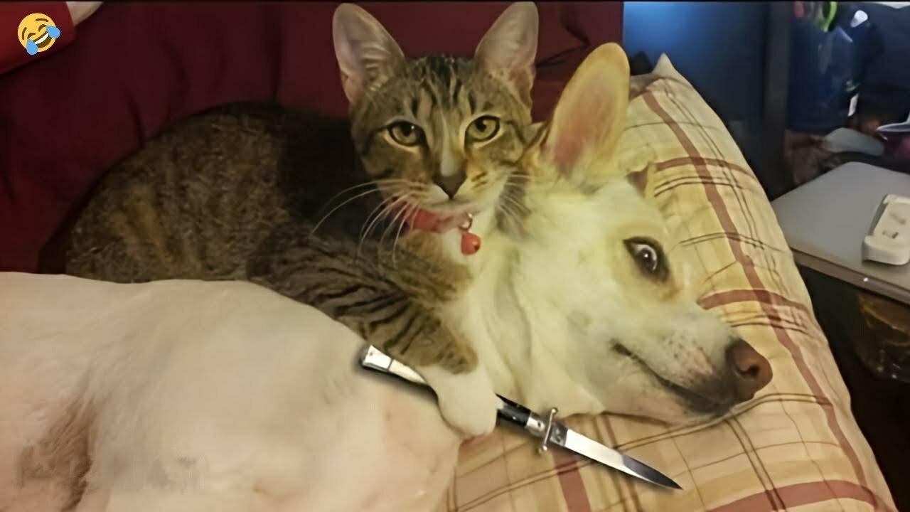 Funny Animals videos | Dog & Cat Made Good work Perfectly Mocks All | Furryfilm