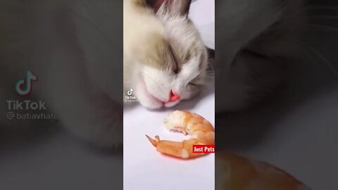 I can smell dinner #shorts #tiktok #cute #funnyvideos #cat