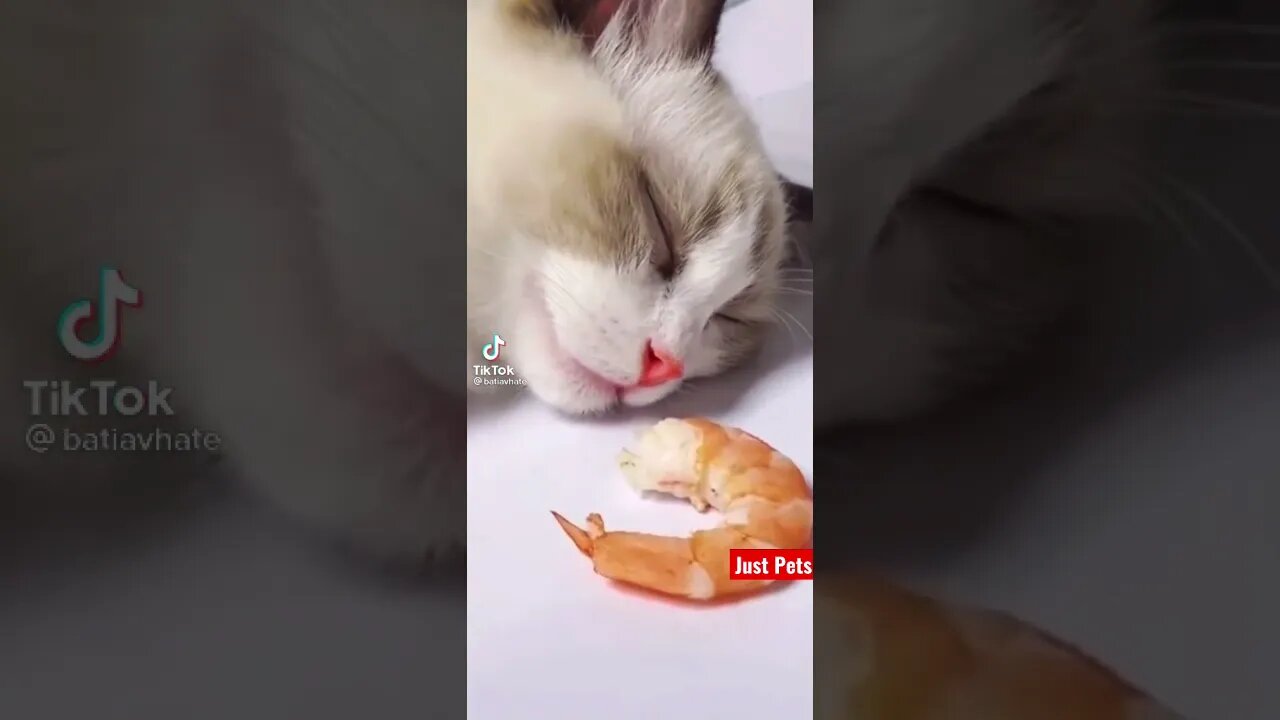 I can smell dinner #shorts #tiktok #cute #funnyvideos #cat