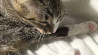 This Back Paw Isn't Clean Enough