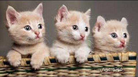 Cute Cats and Kittens Compilation