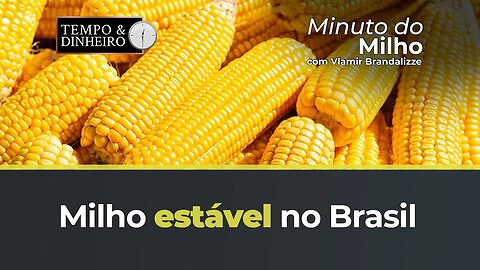 Milho calmo no Brasil e firme em Chicago