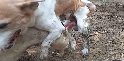 RuralDogs Appelzeller Sennenhund vs Labrador Retriever femele dog in middle village 2021